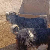 چبش.پازن