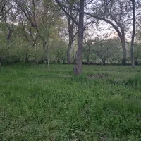 باغ گردو