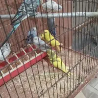 مرغ عشق دونخور یا مغولوف ده عدد