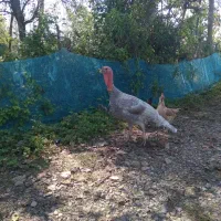 جوجه بوقلمون اسلیت دو هفته ای در رشت