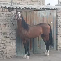 کره اسب کره زرین