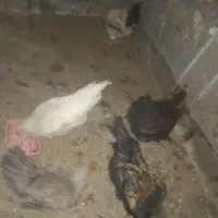 مرغ و خروس|حیوانات مزرعه|بیرجند, |دیوار