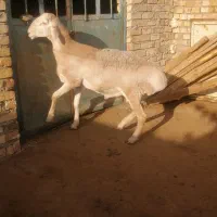 بره قوچی