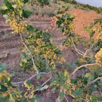 فروش باغ و زمین دو هکتاری پسته و انار لالایین فوری