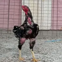 تخم نطفه دار لاری اصیل