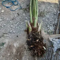 پاجوش برحی اصل