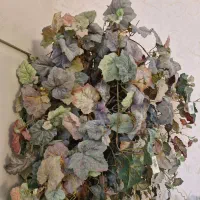 درختچه پاییزی