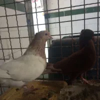 دو جفت کبوتر کله ای و سرخ دم سفید