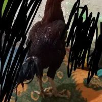 خروس دشتیاری اصل افغان