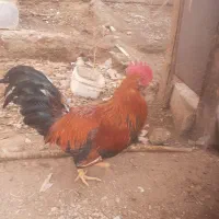 خروس رنگی|حیوانات مزرعه|درمیان, |دیوار