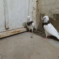 جفت طوقی|پرنده|لامرد, |دیوار