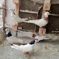 کبوتر|پرنده|بجنورد, |دیوار