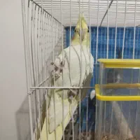 عروس هلندی ماده بالغ معاوضه با ماده بالغ|پرنده|مشهد, شهید قربانی|دیوار