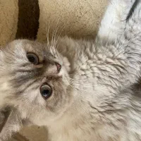 گربه اسکاتیش ماده