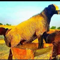 ارسال رایگان بره قصاب  پونک. شهرری ویافت اباد