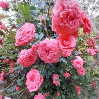 مواد شوینده گل باهار