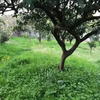 فروش خانه ویلایی هزار متری شیرگاه|فروش خانه و ویلا|شیرگاه, |دیوار