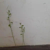همکار آشنا یا علاقه مند به حوزه اعتیاد حتی شهرستان|استخدام درمانی، زیبایی، بهداشتی|تهران, چیتگر جنوبی|دیوار