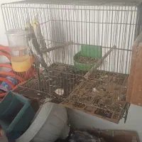 طوطی عروس تخم گذار|پرنده|رشت, هلال احمر|دیوار