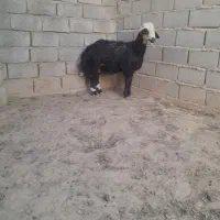 بره قوچی خوشکل و خوشتیپ جنس دار|حیوانات مزرعه|تربت جام, میان جام|دیوار
