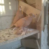 ساری  آغ قویروخ|پرنده|باسمنج, |دیوار