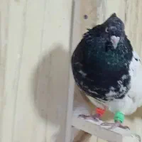 کلدار|پرنده|قم, سید معصوم|دیوار