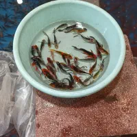 ماهی قرمز|ماهی|برخوار, |دیوار