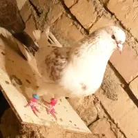 کبوتر