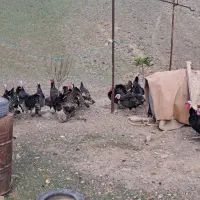 بوقلمون طبیعی تعداد 70