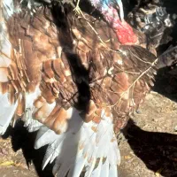 بوقلمون بوربن فروشی|حیوانات مزرعه|قلعه شاهین, |دیوار