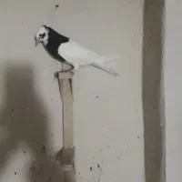 کبوتر|پرنده|شیراز, رکن‌آباد|دیوار