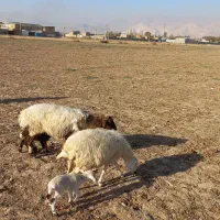 میش با بره جوان.گوسفند.بز|حیوانات مزرعه|کرج, کمال‌شهر|دیوار