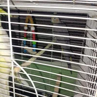 عروس هلندی‌سخنگو|پرنده|قم, شهر قائم|دیوار