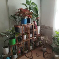 انواع گل|گل و گیاه طبیعی|مشهد, موعود|دیوار