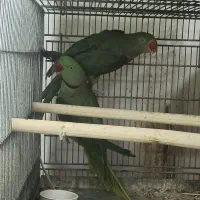 طوطی