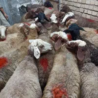 گوسفند بیست و هفت راس جوان ابستنو یک راس قوچ مغان|حیوانات مزرعه|قروه, |دیوار