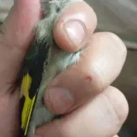 سهره ( دستک )