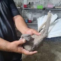 کبوتر