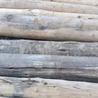 چوب چنار سالم