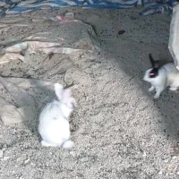 خرگوش نر