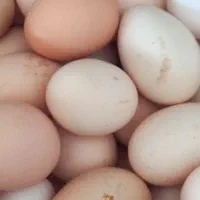 تخم مرغ محلی
