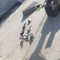 سبز و پولکی|پرنده|مشهد, شیرحصار|دیوار