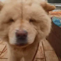 واگذاری دو قلاده سگ نژاد چاو چاو  ژرمن شولاین|سگ|بندرعباس, |دیوار