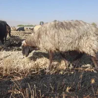 میش داشتی در بیضا|حیوانات مزرعه|بانش, |دیوار