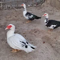 بشو روسی  ( سیکا )|حیوانات مزرعه|خشت, |دیوار