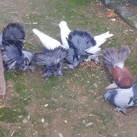 معاوصه سفید مهر کاکلی دمچتری گردن لرزون|پرنده|کردکوی, |دیوار