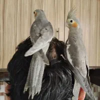 عروس هلندی