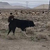 ی جفت سگ گله ای دهن پاک همه چی تموم