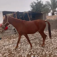 اسب|اسب و تجهیزات اسب‌سواری|رامهرمز, |دیوار