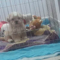 سگ پودل عروسکی|سگ|سمنان, |دیوار